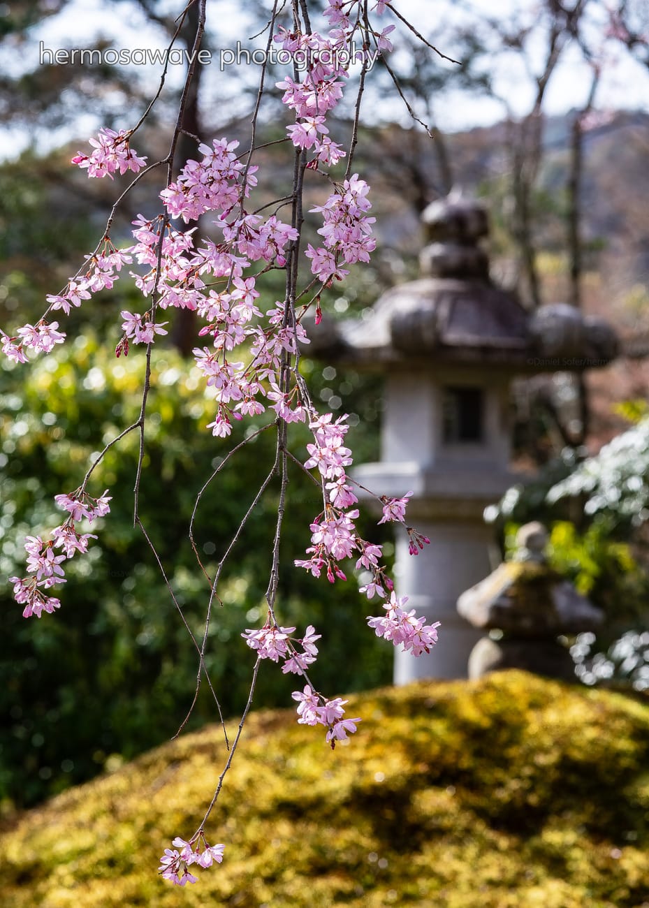 Sakura and a Photo Exhibition